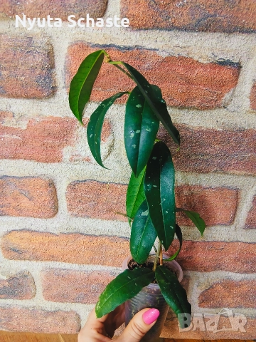 Хоя. Hoya mappigera cream , снимка 2 - Стайни растения - 52654483