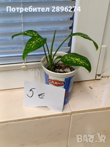  Дифенбахия , снимка 5 - Стайни растения - 46264327