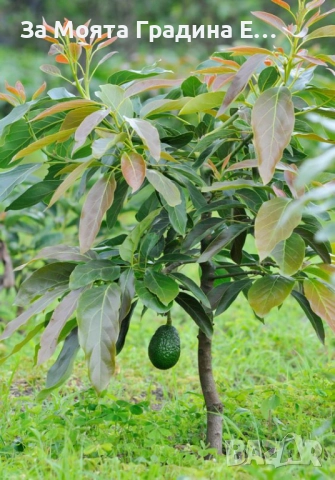 Авокадо разсад , снимка 2 - Градински цветя и растения - 52529785