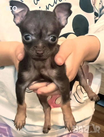 мини пинчер шоколад 