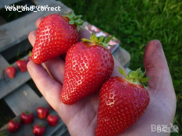 ВЕЛИКОЛЕПЕН БИО Разсад целогодишни Ягоди и Малини, снимка 7 - Разсади - 53687574