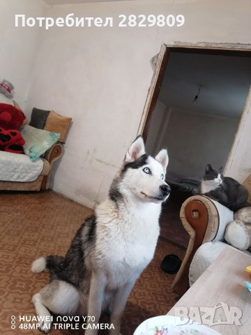 Хъскита: Продава кучета порода Хъски - обяви на ТОП цени — Bazar.bg