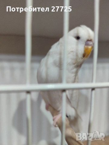 Изложбени папагали , снимка 11 - Папагали - 53290737