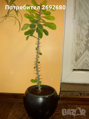 Христов венец червено към розово-60см.+керамична кашпа, снимка 1