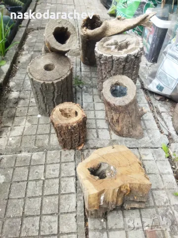 Пън, пънове, дънери с естествени дупки и без - за саксии, кашпи, декорация