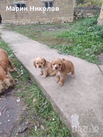  Американски кокер шпаньол , снимка 4 - Кокер шпаньол - 52322571