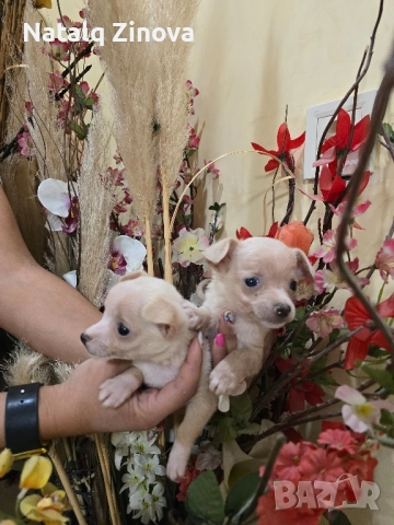 мини чиху пинчери