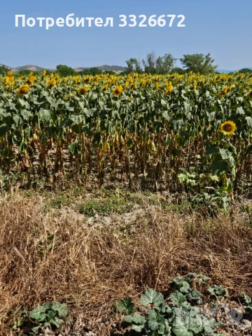 Земеделска земя с.Черногорово 