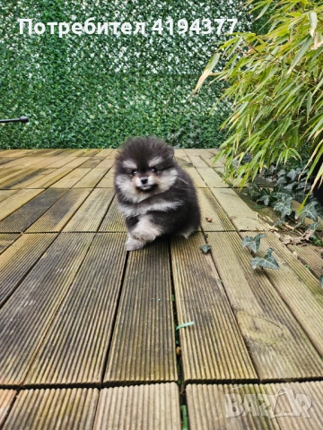 Померан , снимка 6 - Померан - 53560373