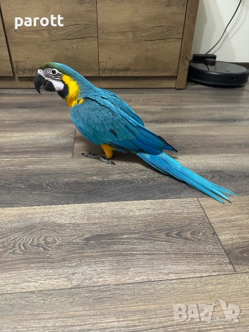 Ръчно хранена Синьо-жълта Ара, снимка 7 - Папагали - 52793164
