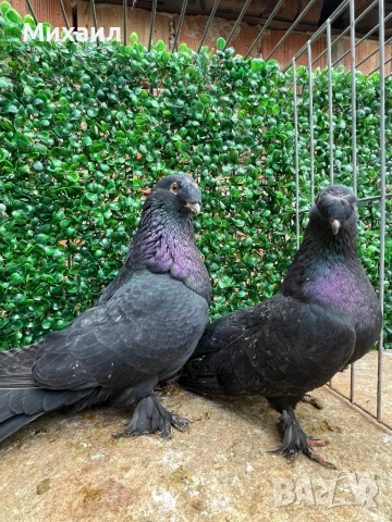 Мардини/ Турски, снимка 9 - Гълъби - 53406807