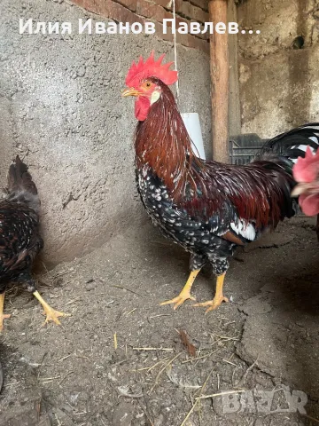 Яйца порцелан италянка, снимка 1