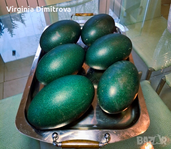 Оплодени яйца от Ему , снимка 3 - други­ - 52663660