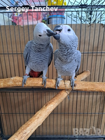 Папагали жако, снимка 6 - Папагали - 52689764