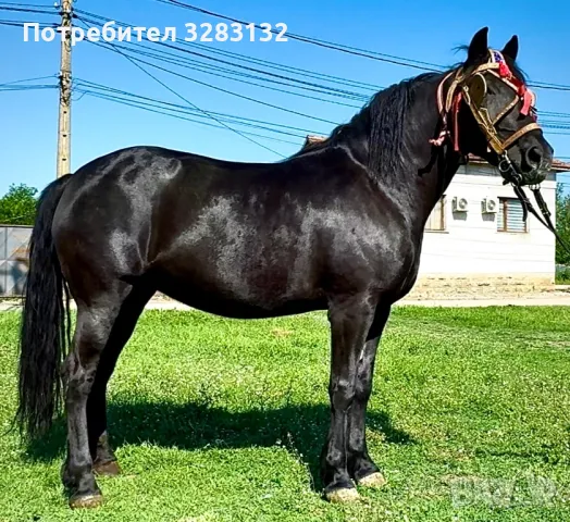 Продавам кобила, снимка 1