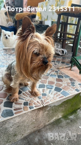 мъжко и женско йорки, снимка 5 - Йоркширски териер - 53089504
