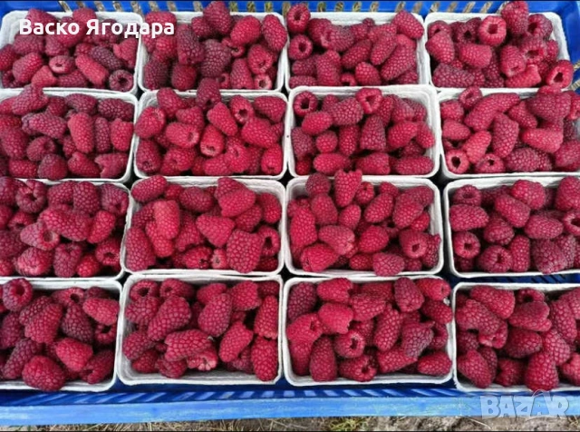 Продавам качествен  разсад ягоди и малини , снимка 6 - Разсади - 53751600