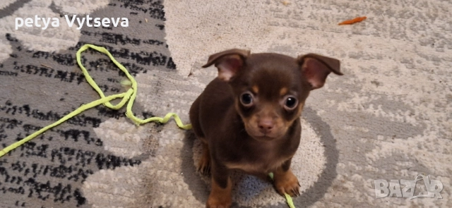 Продавам две прекрасни момченца, снимка 1