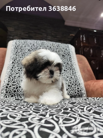 Ши тцу, снимка 7 - Ши Тцу - 52864498
