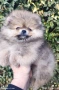 Померан момиче , снимка 3