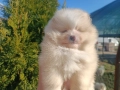 Померан/Померани, снимка 5