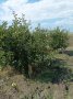 Продавам ябълкова градина, снимка 10