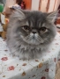 Продавам персийско женско коте, снимка 7