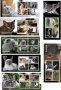21 Чисти блока Фауна Котки 2012 от Тонго, снимка 1