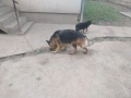 Немски овчарки Топ, снимка 17