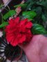 Китайска роза цвят червен пълен кичест 
