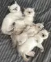 Готови за нов Дом, снимка 6
