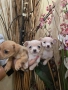 мини чиху пинчери, снимка 3