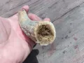Рог от елен, снимка 6