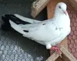 Поморийски гълъби, снимка 2