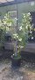 зокум ,ореандър висок 2,50м, снимка 1 - Градински цветя и растения - 41596418