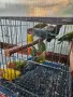 розовобузи неразделки , снимка 9