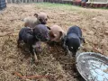 Продавам мини пинчери, снимка 2