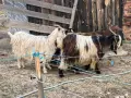 свободни кози + пръч , снимка 1
