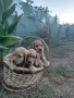 Кученца Кокер Шпаньол , снимка 3