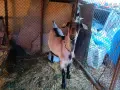 Продавам един пръч и ярета, снимка 5