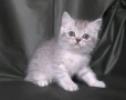 Британски късокосмести котета, снимка 8