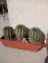Сандъче с кактуси, снимка 2