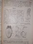 Антропология 1932 год. Учебник за 2ри клас на прогимназията, снимка 3