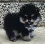 Померан момче, снимка 6