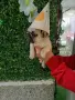 Френски булдог french bulldog , снимка 3
