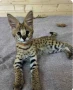 Наличен сервал каракал f1 Каракал със савана f1 котенца, снимка 4