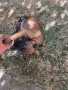 Белгийска овчарка, снимка 4