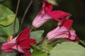 Clematis Gravetye Beauty (Клематис Гравити бюти), снимка 1 - Градински цветя и растения - 41412323