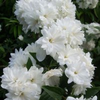 Филаделфус или още Булченски венец, Philadelphus Minnesota Snowflake, снимка 4 - Градински цветя и растения - 40394475
