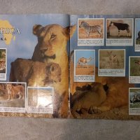 Албум стикери - Животните по света -Animals of the world 1989 from Panini, снимка 7 - Други - 38717419